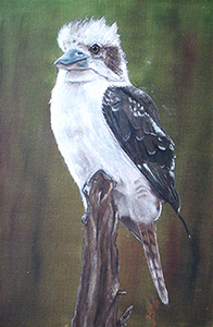 Eastern kookaburra